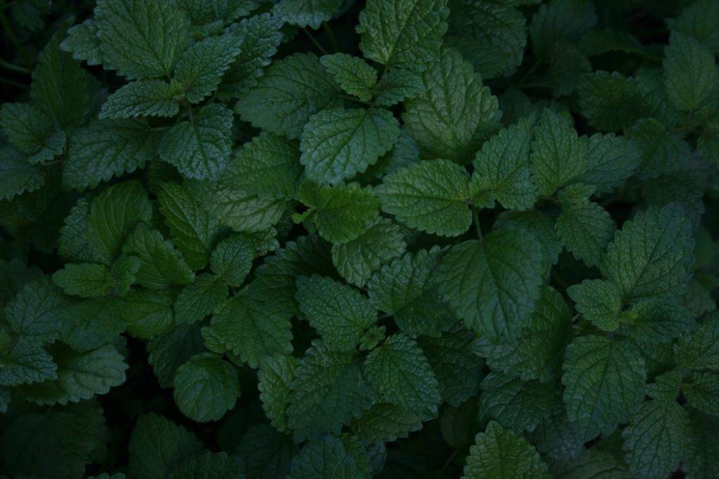 grön växtlighet av citronmeliss, melissa officinalis, en buske av gröna friska blad. Citronmeliss är avslappnande och lugnande varpå vi kan sova bättre