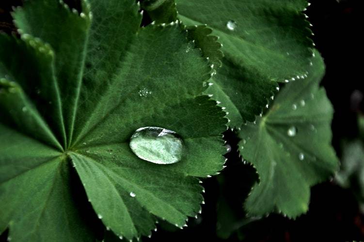 Droppar på daggkåpa, alchemilla vulgaris. Närbild på tre blad med droppar på sig.