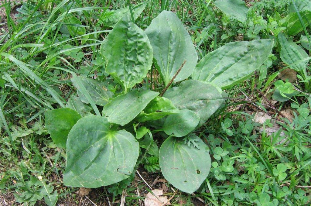 Blad av groblad, plantago major, växer i en klunga tillsammans på gräs. Bladen är stora och gröna med stränger lodrätt.