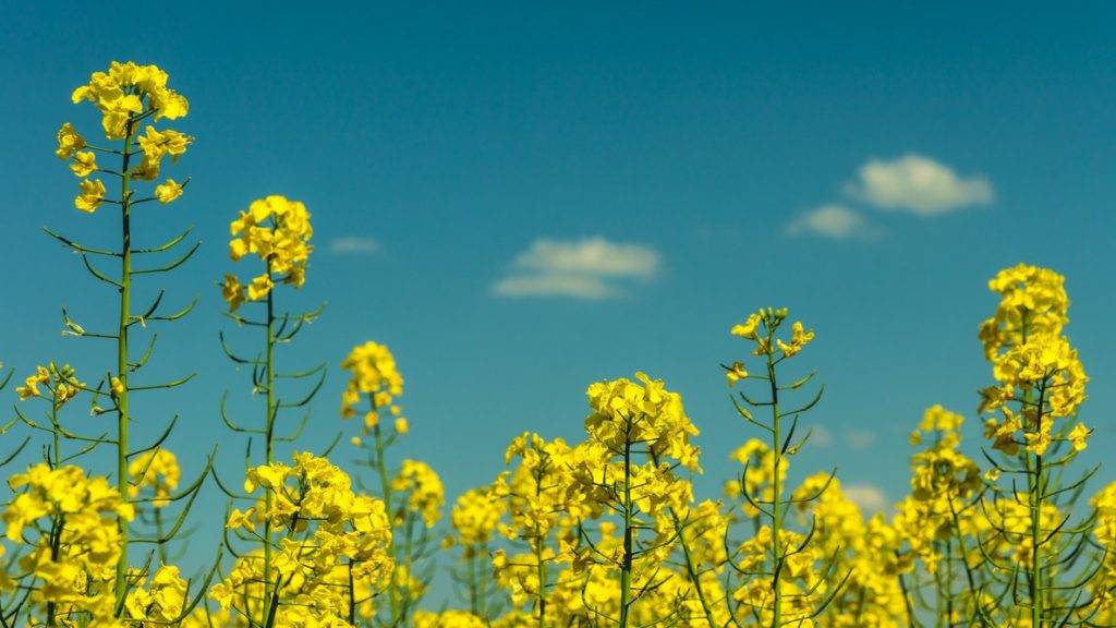 gula blommor av raps på rapsfält. Fotot är taget snett nedifrån så man ser rapsblommorna mot den blåa himlmen en solig dag. Det finns några små vita moln på himlen. Blomorna står i fullblom med sin gula färg. raps som en del av den nordiska dieten