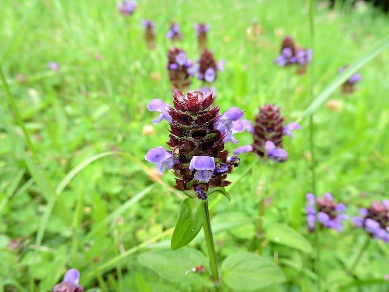 Närbild på en brunört, prunella vulgaris, med många andra blommor av brunört i bakgrunden. Blommorna är lila och liknar en orkidee, gröna blad och växer i gräs. För sårläkaning och hudproblem