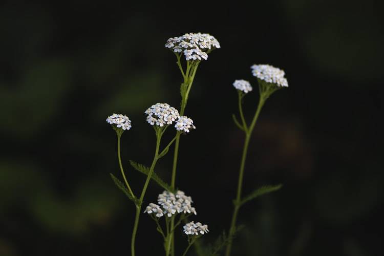 Vita blommor av rölleka med svart bakgrund. Fyra grenar av röllekan syns med klaser av vita blommor med gult i mitten. Stoppar blod och sårläkande