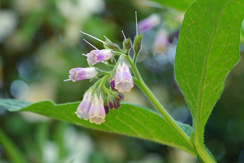 klase rosalila blommor av vallört, symphytum officinale, med gröna ludna blad. Bilden är tagen med klasen och bladen i fokus och andra blommor av vallört i oskärpa i bakgrunden. Läker sår