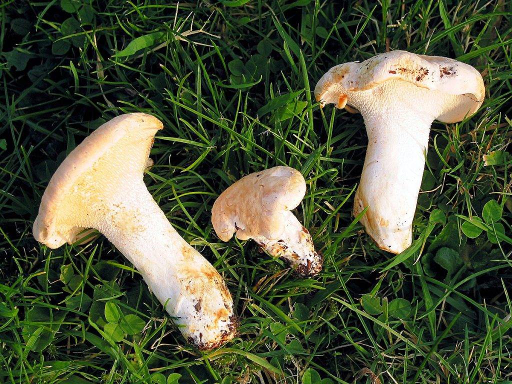 Blek taggsvamp i gräs. Tre stycken små taggsvampar har blivit plockade och ligger i gräs. Svenska svampar