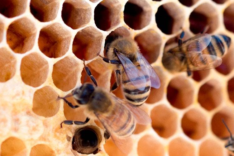 Honungsbin jobbar i vaxkakan i bikupa. Bina samlar nektar från växter och blommor och har kommit tillbaka till bukupan för att lämna nektarn som blir till honung. Fyra bin syns på bilden som är en närbild på hålen i vaxkakan. Bina kryper in i hålen.