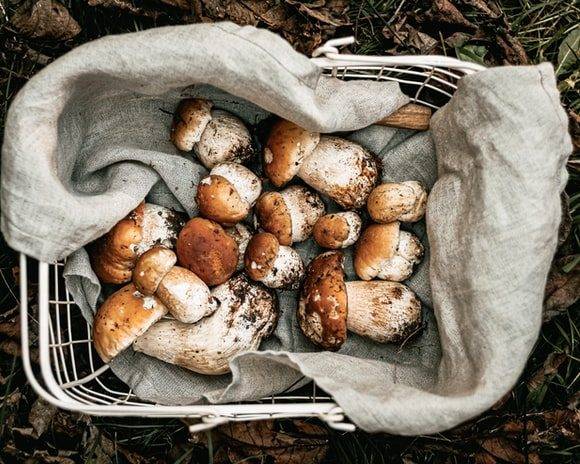 Flera karl-johansvampar, stenstopp, ligger hela tillsammans i en korg med en grå tyghandduk. Korgen står på marken med torkade löv. Karl-Johansvamparna är jordiga nedtill och i olika storlekar.