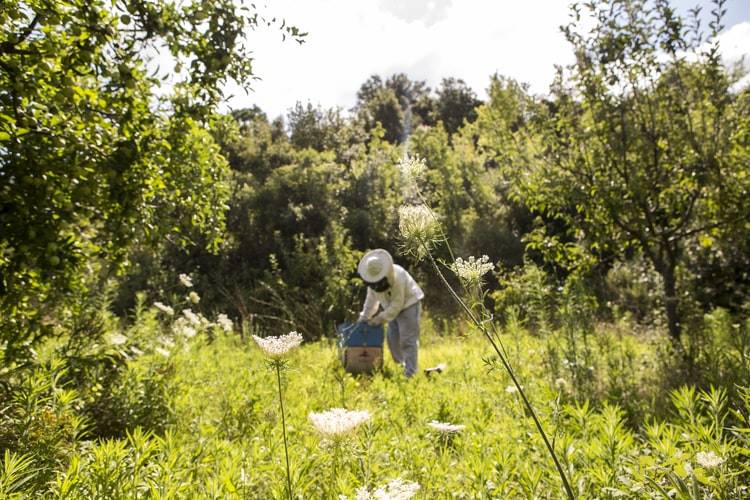 Biodlare klädd i bikläder står över en bikupa i naturen. Bikupan står på en öppen yta med buskar och växtlighet runt om kring. Det växter blommor och solen skiner. Biodlaren håller i den översta lådan på bikupak