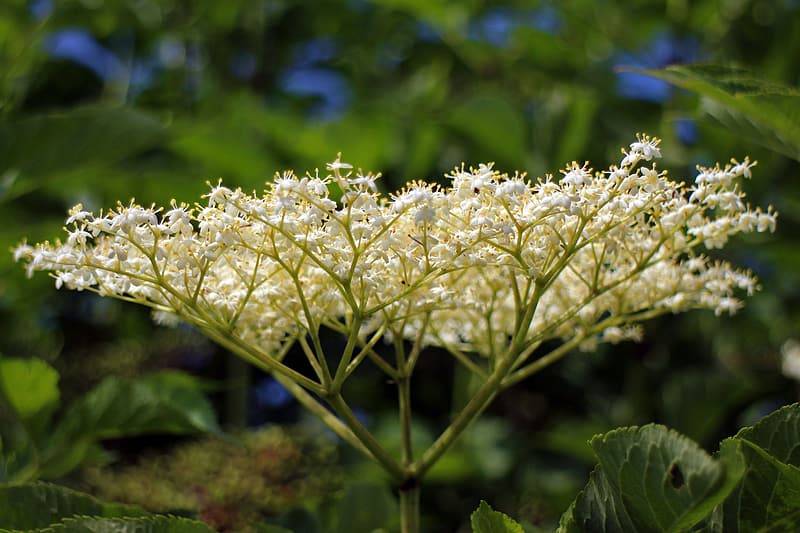 Fläderblomma, sambucus negra. Vita blommor i klase på gren. Bilden är tagen en solig dag med gröna blad och buskar i bakgrunden, närbild på fläderblomman.