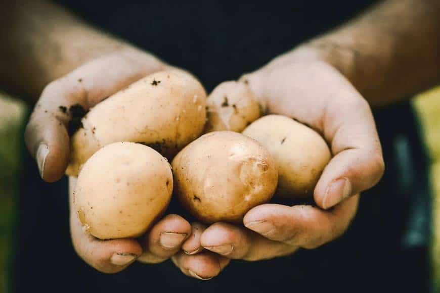 Händer som håller potatis framför kameran. Bilden är tagen enbart på händerna och potatisen, i närbild.