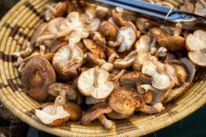 Läs mer om artikeln Medicinala svampar kan vara de viktigaste livsmedlen för din hälsa