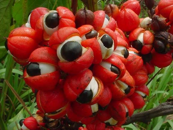 Guarana frukt hängandes på träd. Frukterna hänger i en stor klase med röda skal som har öppnats och inuti finns ett vitt kött med en stor svart hård kärna i mitten. Frukterna ser ut som ögon med pupiller och ögonvita.