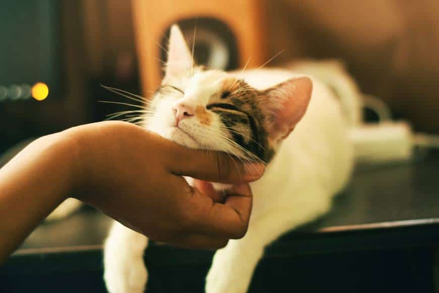 Katt blir kliad under hakan och ser väldigt nöjd ut. Katten ligger på ett bord och blir kliad under hakan, har stängda ögon. Ta hand om dig själv med självrespekt som du tar hand om ditt husdjur