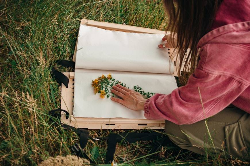 Kvinna gör en blompress av äkta johannesört. Hon har en rosa jacka på sig och ett par gröna byxor med fickor på sidorna och sitter ner i gräset. Kvinnan lägger en kvist av johannesört i en press gjord av papper eller mjukt tyg och träram. Kvisten är med gula blommor och gröna blad. Sverige skeptisk mot den gamla traditionen att använda läkeväxter.