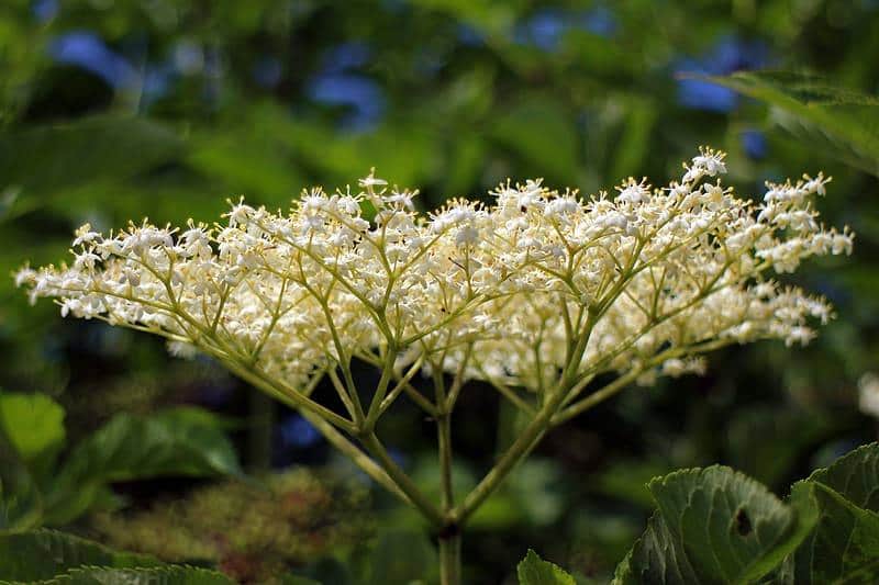 Klase med krämvita fläderblommor, sambucus nigra. Bilden är tagen i närbild på klasen en solig dag. Buskar med gröna blda syns i bakgrunden men blomklasen är i fokus.