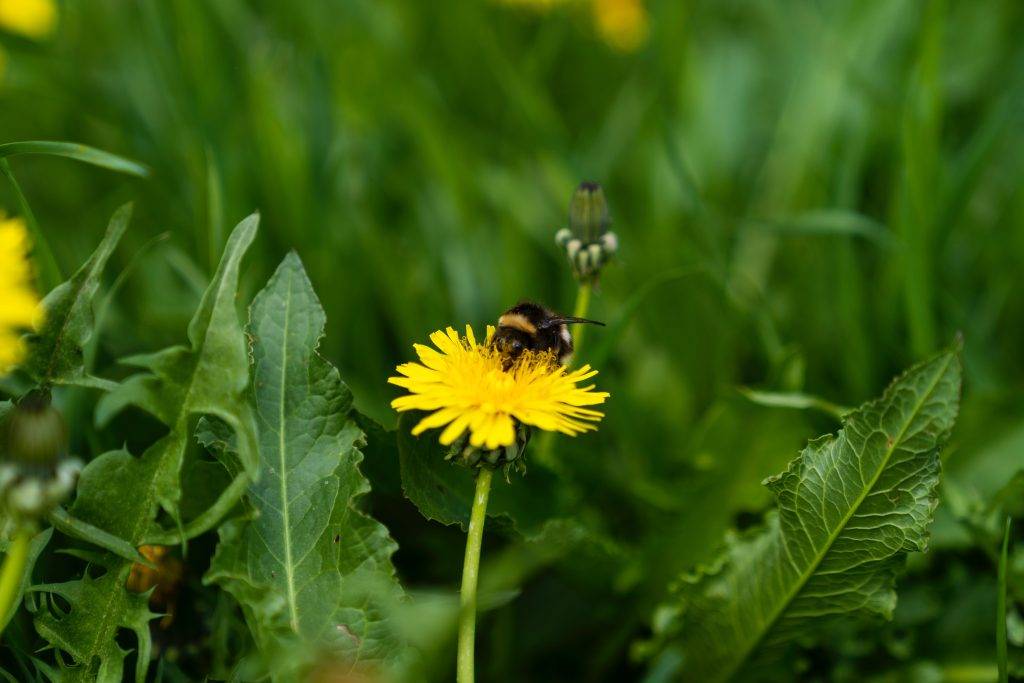 Utslagen gul maskrosblomms besöks av ett bi som hämtar pollen och nektar. Runt blomman är gröna maskrosblad och gröna blad av kräppor och andra växter. Maskros