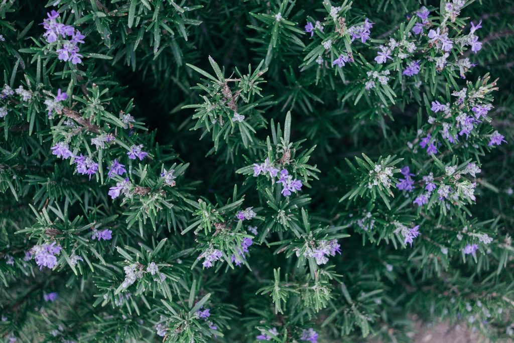 Buske av rosmarin i blom tagen uppifrån. Rosmarinen har gröna blad och lila blommor. Antiinflammatorisk effekt av växter