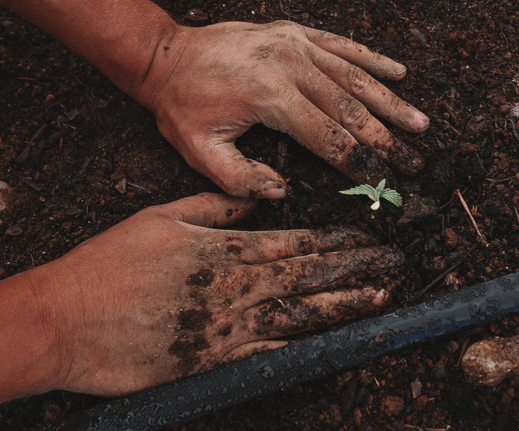 Man planterar en liten planta hampa i jord. Händerna är smutsiga av jorden och plattar till jorden runt den lilla plantan.