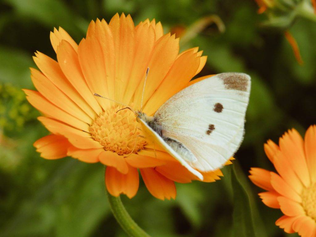 Närbild på orange ringblomma i full blom med en grå fjäril sittandes på. Bredvid syns andra ringblommor och gröna blad suddigt