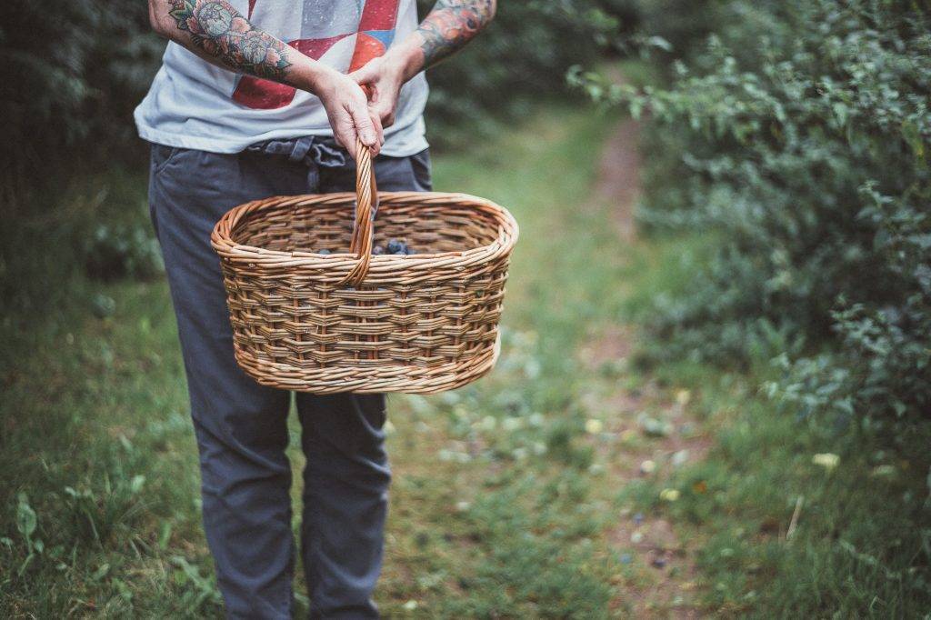 Man håller korg med stora blåa blåbär. Bilden är tagen från mannens bröst och man ser armarna som är tatuerade. Mannen står på en stig i skogen med buskar runt. Plocka örter ger fysisk aktivitet