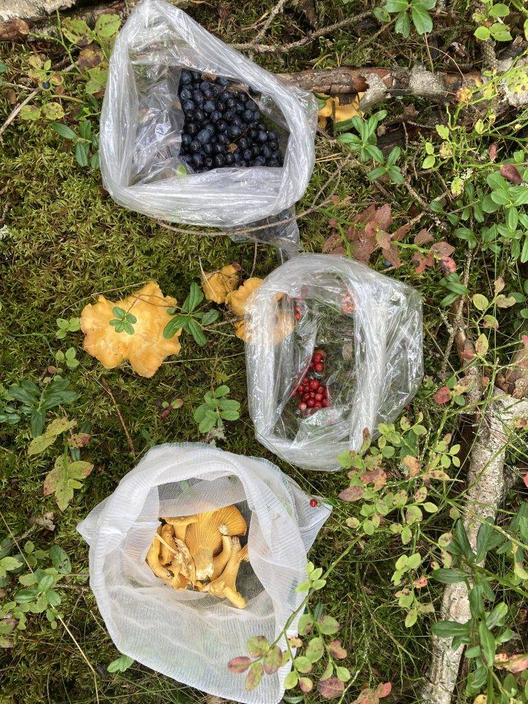 Påsar med lingon, blåbär och kantareller i mossan i skogen bredvid blåbärsris