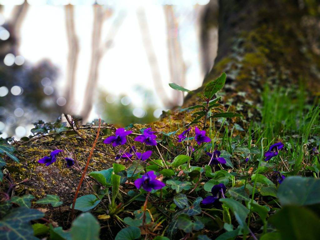 Mörklila skogsvioler i skogen vid roten av ett träd. Närbild på blommorna med trädets rot i bakgrunden