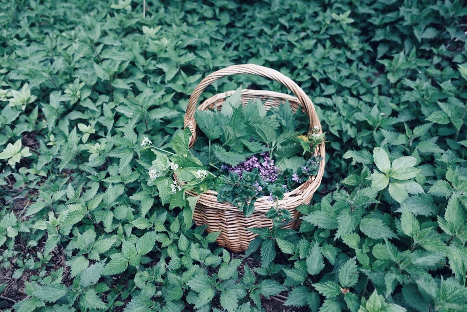 Korg med vilda blommor och gröna örter på våren eller försommaren; nässlor, löktrav med vita blommor, jordreva med lila blommor, syren med lila blommor och gula maskrosblommor. Korgen står bland nässlor.