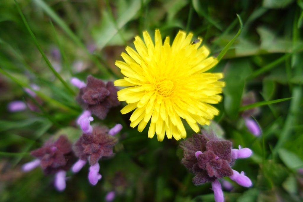 Närbild på blomma av maskros ovanifrån med stark gul färg. Under och bredvid finns blommande rödplister med lila blommor. Blommorna står i grönt gräs. vilda växter mer näring än odlade grönsaker