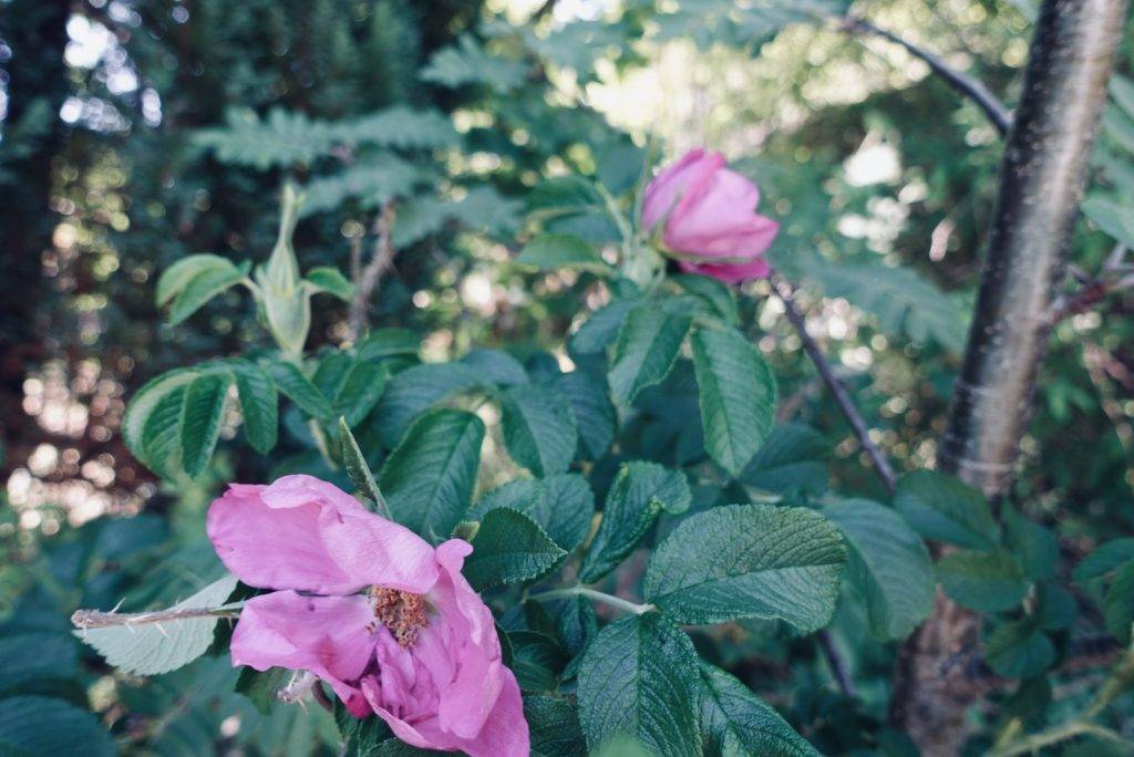 Två rosa rosor, vresros - vildros. Rosorna är utslagna och sitter på en buske med gröna blad. Ros 