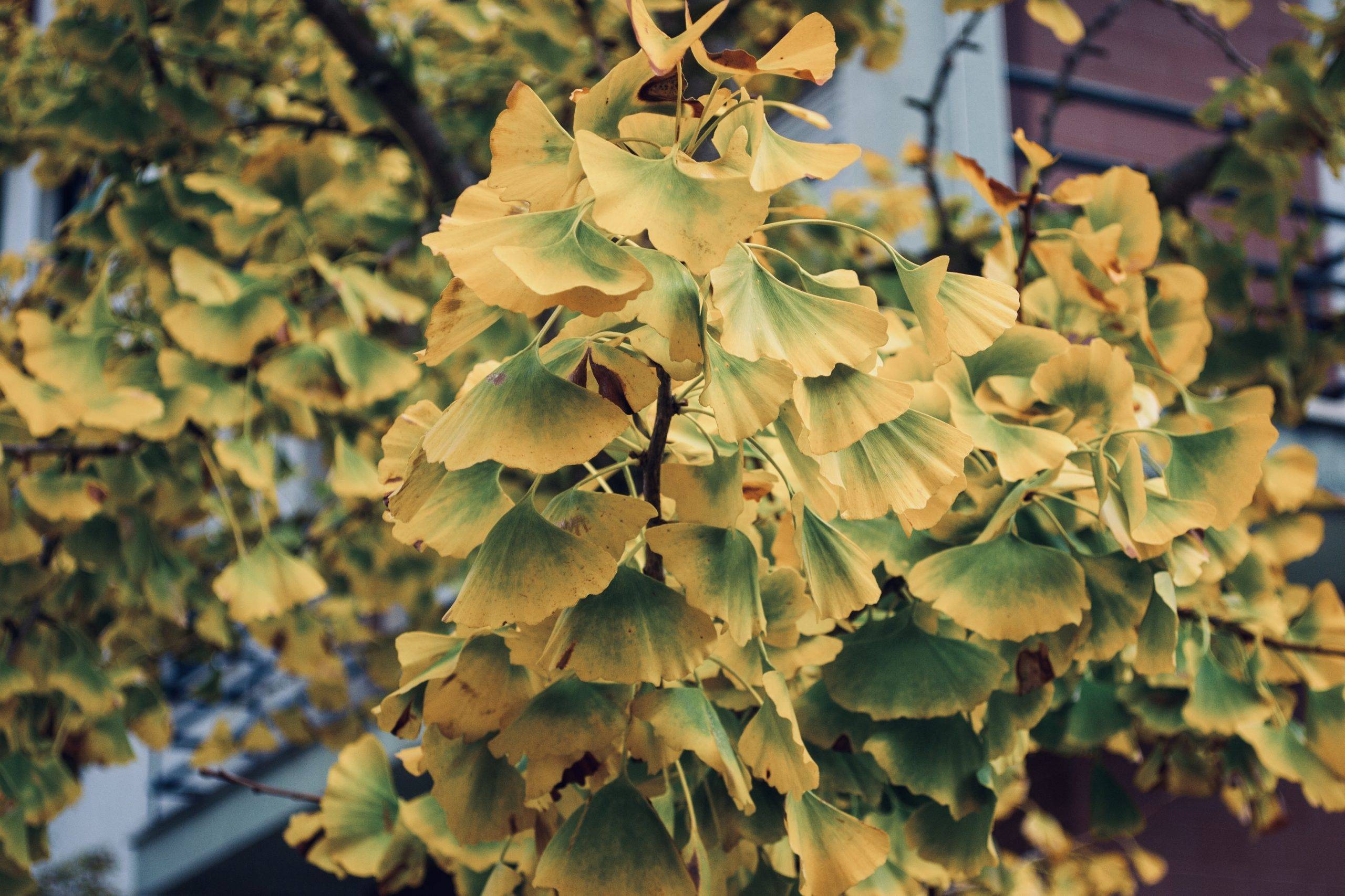 Ginkgo biloba träd med blad som håller på att bli gula på hösten. Bilden är tagen på en kvist med blad som skiftar från grönt till klart gult.