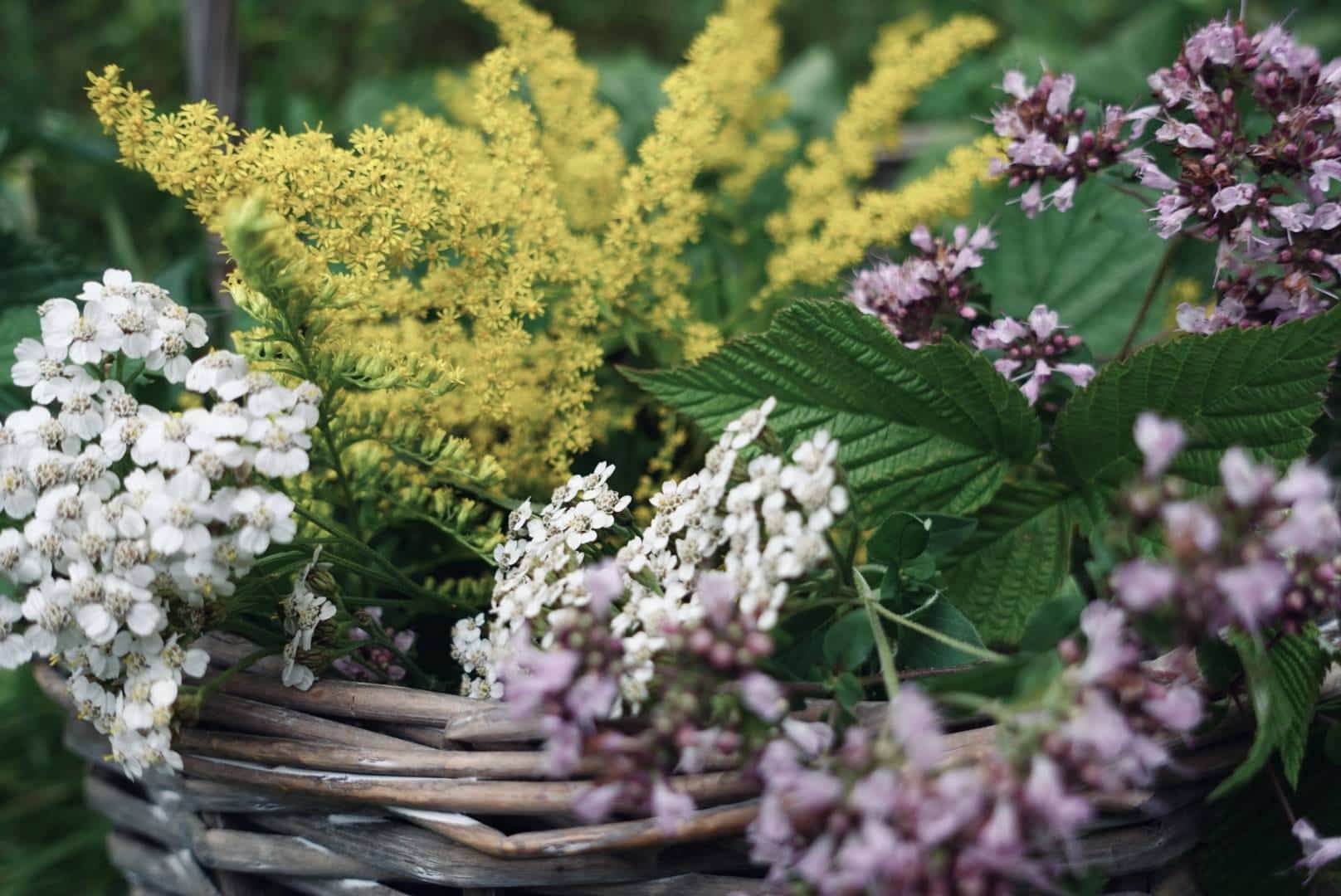 Korg med färska vilda växter; lila blommor av kungsmynta (vild oregano), vita blommor och rölleka och gula blommor av gullris. Bilden är tagen i närbild på korgen och blommorna.