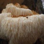 Öka minnet och minska depression med svampen lion’s mane – igelkottstaggsvamp