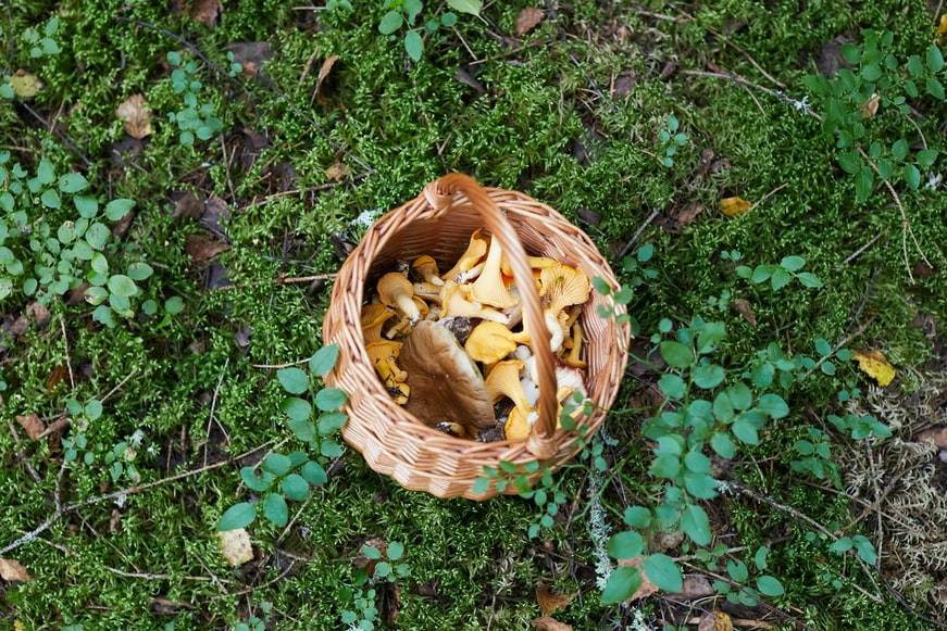 Färska svampar från skogen i korg. Kantareller, soppar i korg med mossa och grönt. 