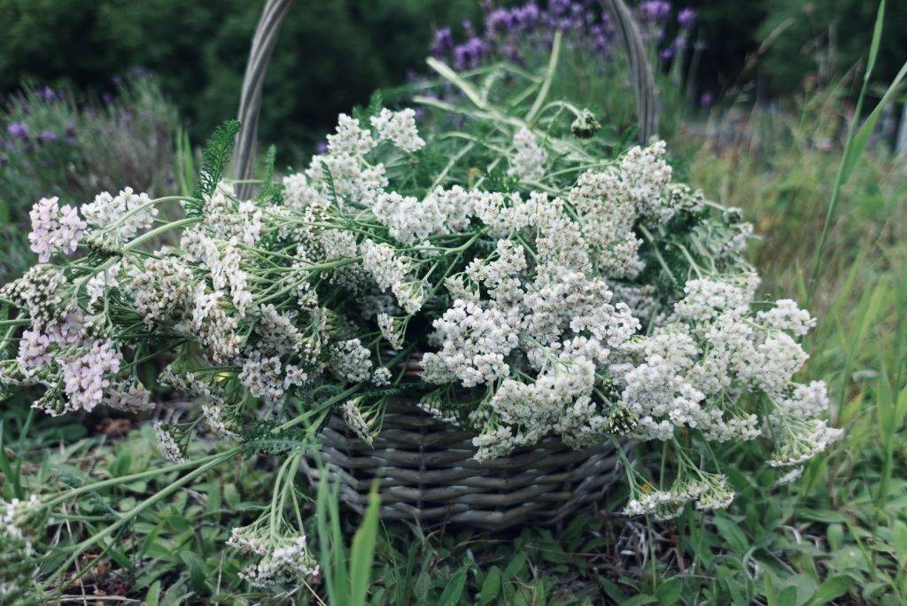 Korg full med nyplockade vita röllekablommor. Rölleka väller ut från korgens kanter. Korgen står framför lavendelbuskar i blom med lila lavendelblommor.