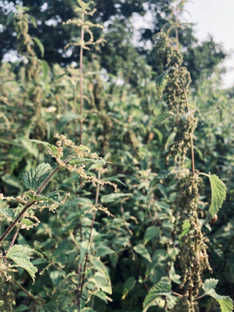 Nässlor i blom med honplantor och hanplantor precis bredvid varandra. Hanplantan till vänster och honplantan till höger