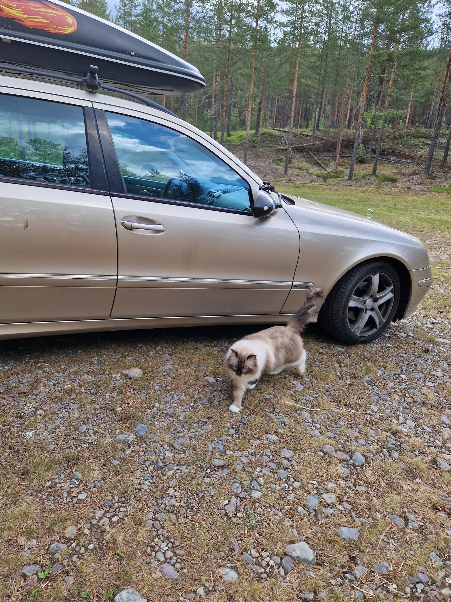 Kattene syns det var digg å få komme litt ut