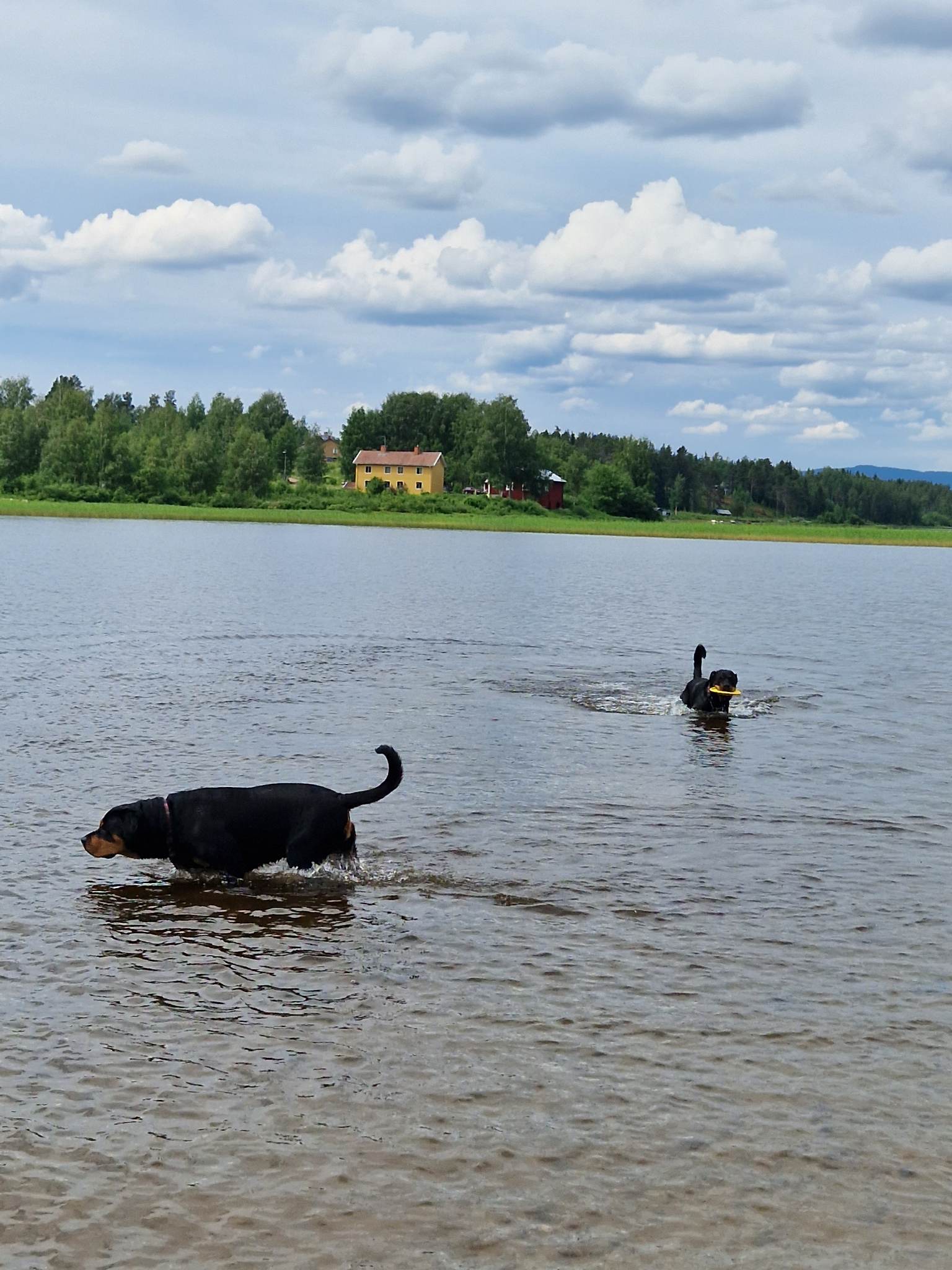 Hundene badet flere timer til sammen bare denne egne dagen.