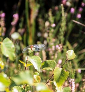 birk-09-20-mosen-1