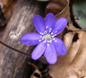 blå anemone