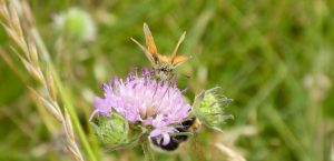 blaahat-07-19-mariagerf-1