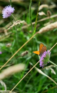 blaahat-07-20-boelling-1