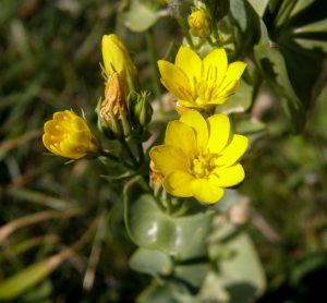 Gyldenurt (Yellow wort) juli 2008 Highcliffe