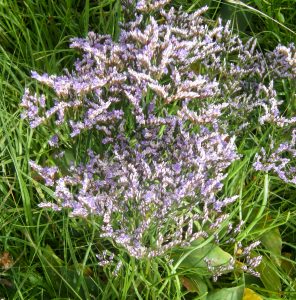 Tætblomstret hindebæger (Sea lavender) juli 2007 Mudeford