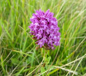 horndrager-07-11-durlston-1