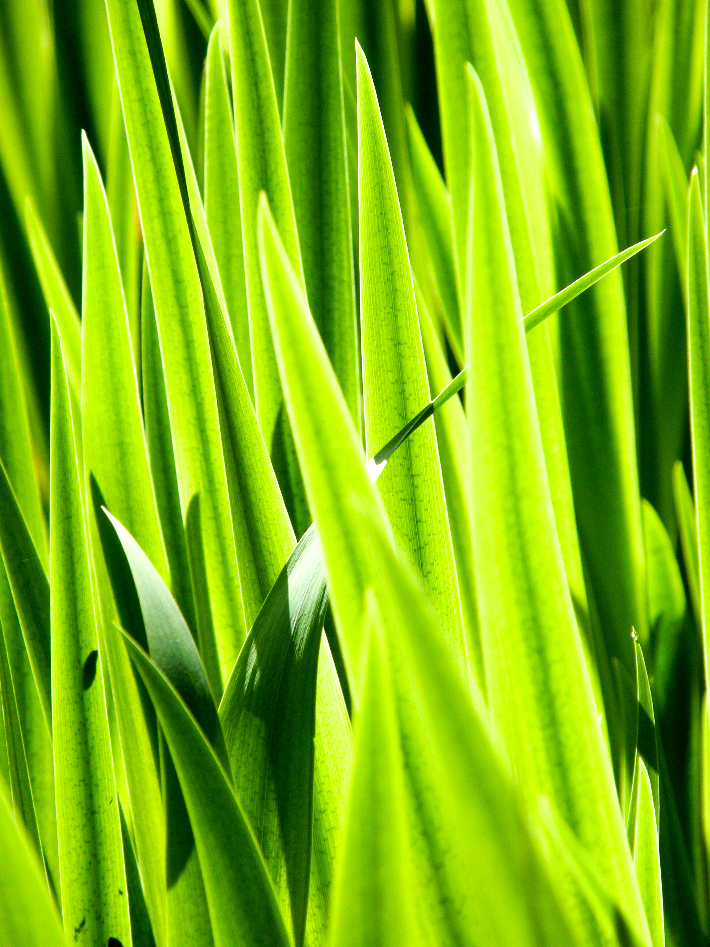 guliris maj 2008 Lille Vildmose
