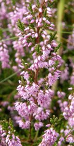 Lyng (Heather) august 2007 Hurup