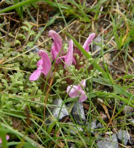 Mosetroldurt (Common lousewort) juli 2008 Skotland