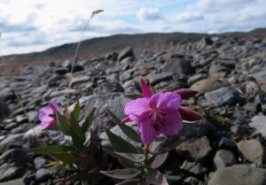 storblomstret gederams 08 16 island-1