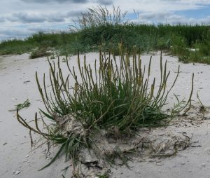 strandvejbred 07 20 hurup (1)-1