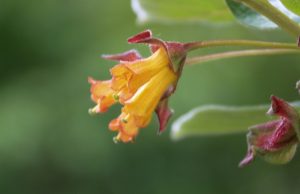 Californisk Gedeblad_Lonicera q 05 14 mols (3)-1