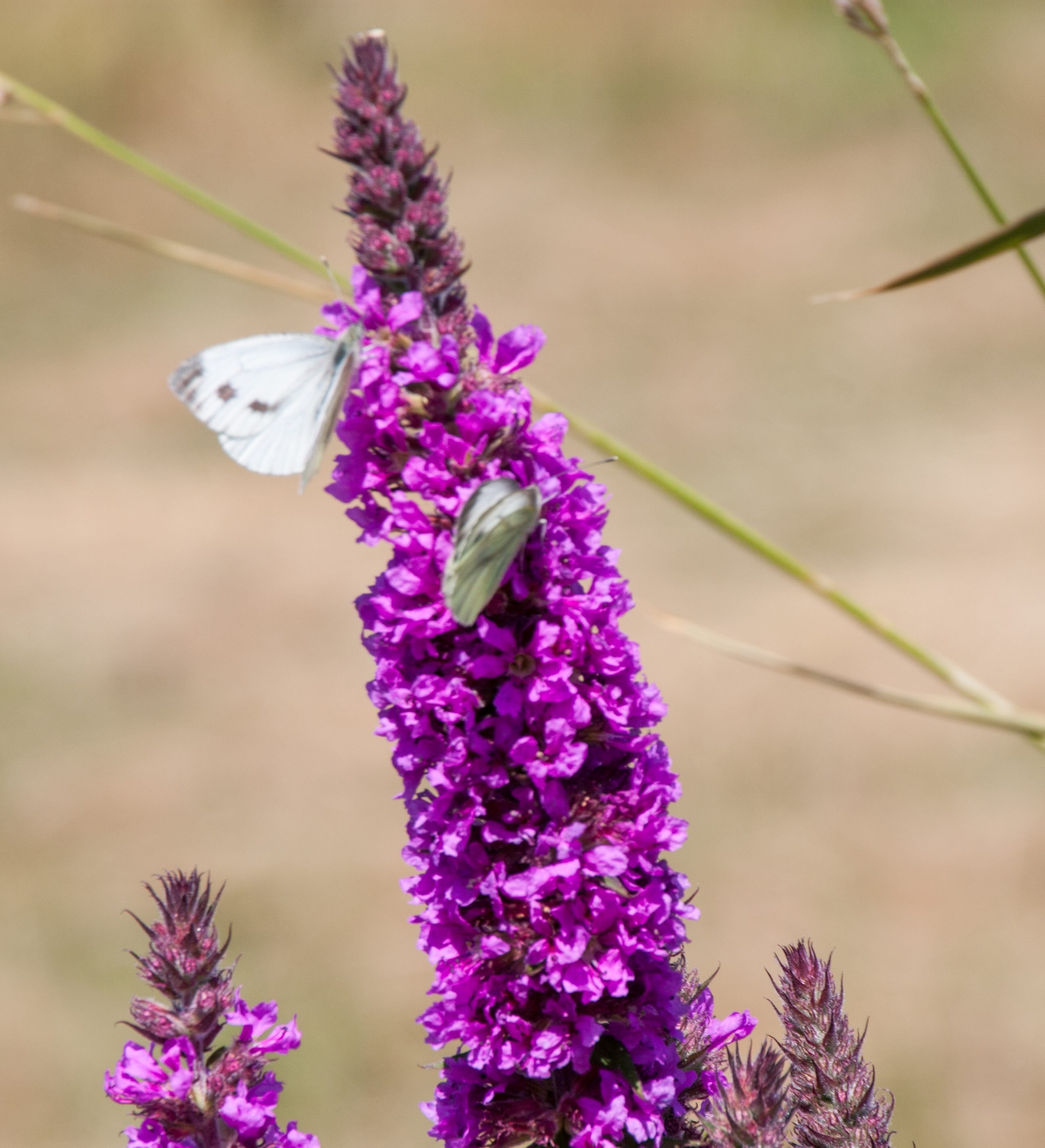 kattehale 07 13 hurup-1